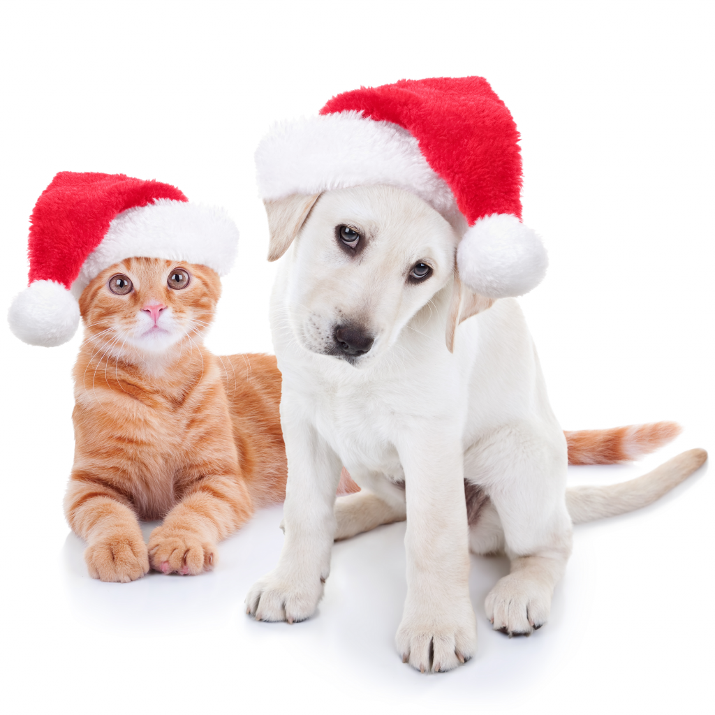 S&A Homes Presents Hosting the Holidays with Pets