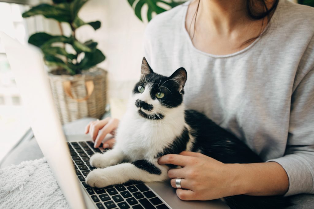 How to Prepare Your Home for a New Pet