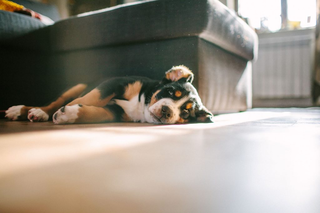 How to Prepare Your Home for a New Pet